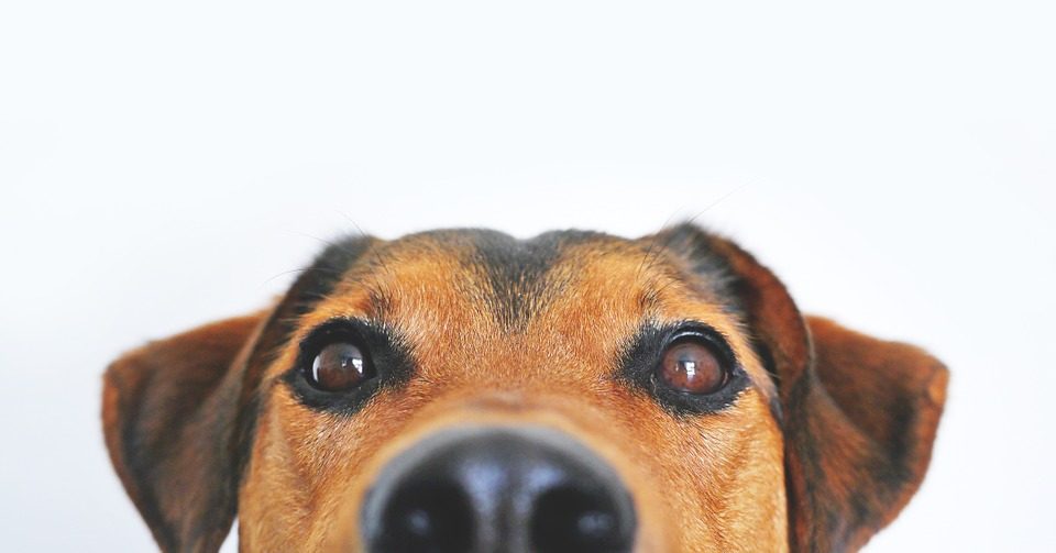 Petcube Dog Camera - Post Thumbnail